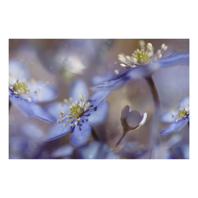 Wanddeko Fotografie Anemonen in Blau