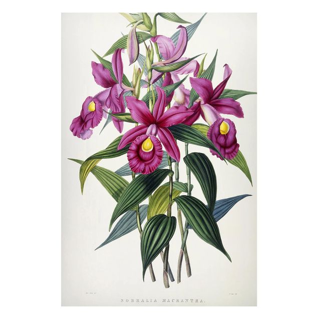 Wanddeko Blume Maxim Gauci - Orchidee I