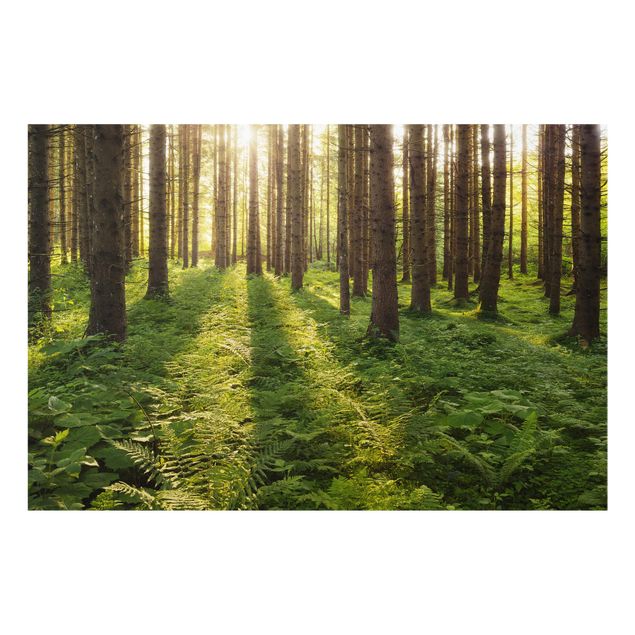 Wanddeko Wald Sonnenstrahlen in grünem Wald