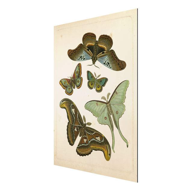 Wanddeko Flur Vintage Illustration Exotische Schmetterlinge II