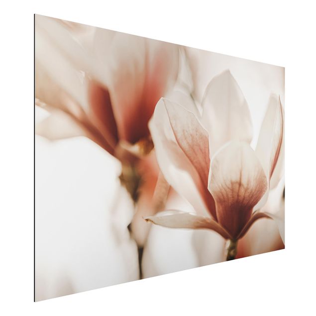 Wanddeko Schlafzimmer Zarte Magnolienblüten im Lichtspiel