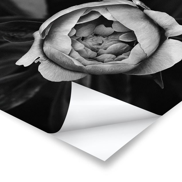 Deko Rose Pfingstrosenblüte vor Blättern Schwarz Weiß