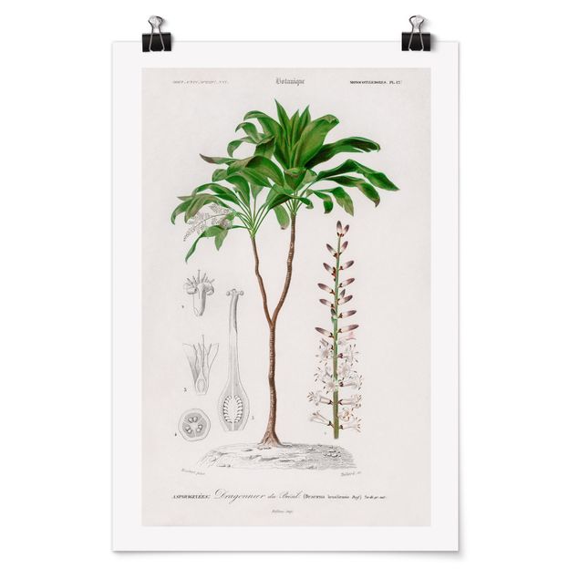 Wanddeko grün Botanik Vintage Illustration Tropische Palme