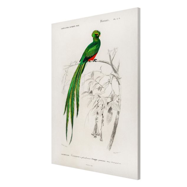 Wanddeko grün Vintage Lehrtafel Tropischer Vogel I