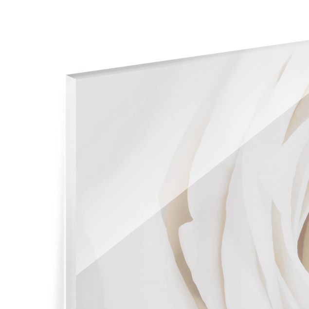 Spritzschutz Glas - Pretty White Rose - Querformat - 2:1