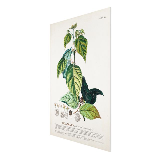 Wanddeko Esszimmer Vintage Botanik Illustration Kakao