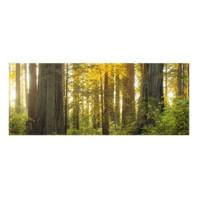 Deko Wald Redwood National Park