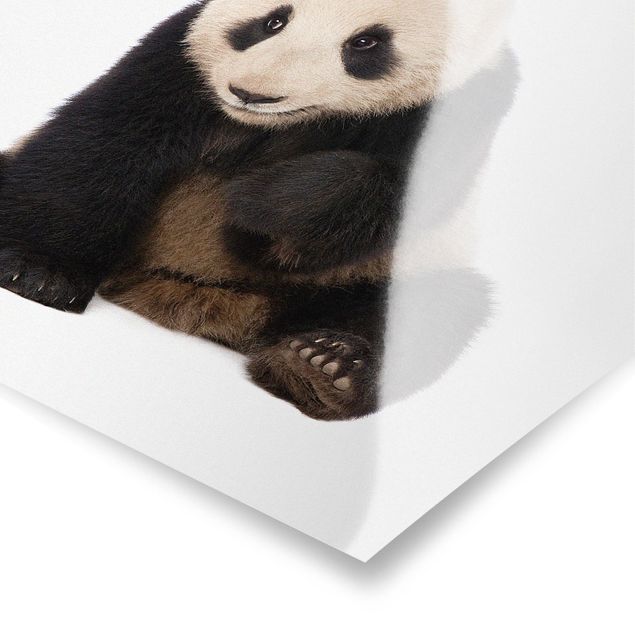 Wandbilder Pandas Panda Tatzen