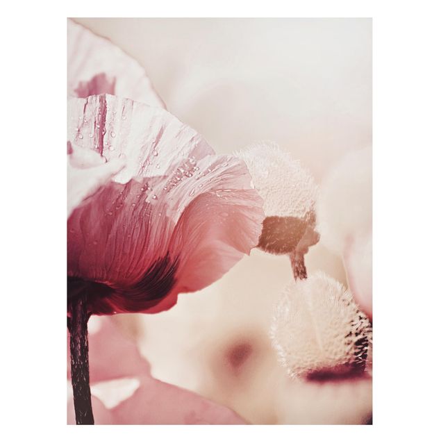 Wanddeko Flur Zartrosane Mohnblüte mit Wassertropfen