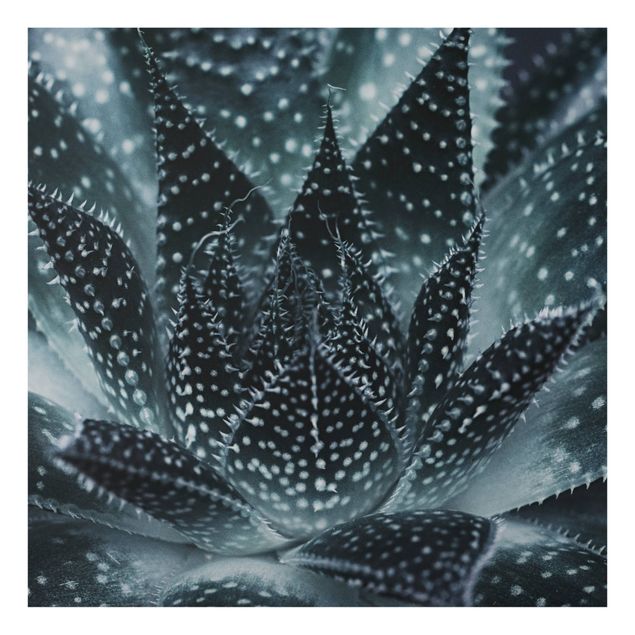Wohndeko Fotografie Kaktus mit Sternpunkten bei Nacht