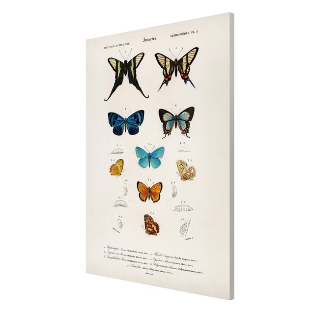 Wanddeko Esszimmer Vintage Lehrtafel Schmetterlinge I