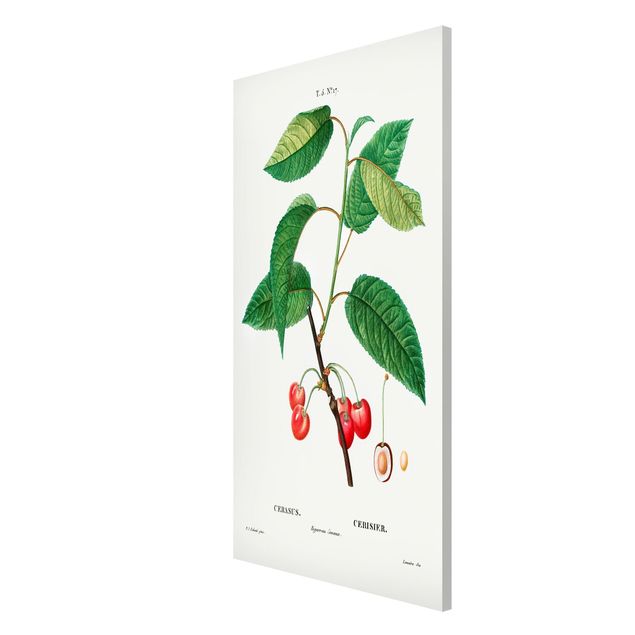 Wanddeko grün Botanik Vintage Illustration Rote Kirschen