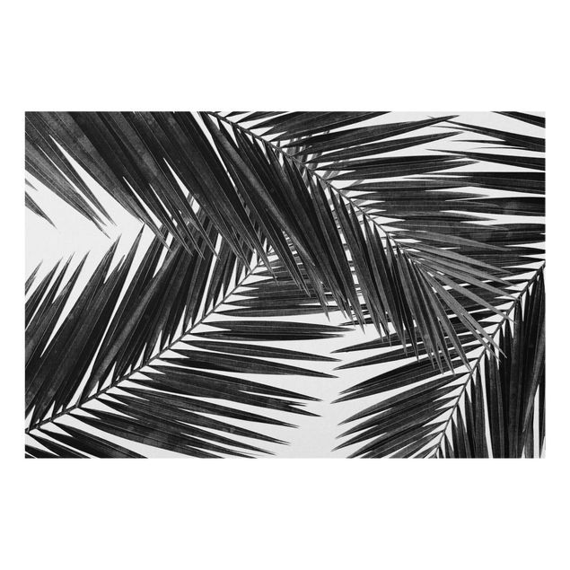 Wohndeko Palme Blick durch Palmenblätter Schwarz-Weiß