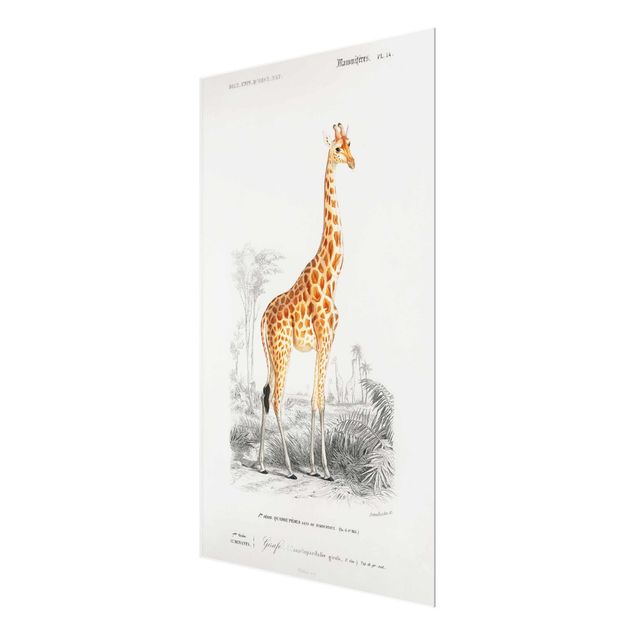 Wanddeko Büro Vintage Lehrtafel Giraffe