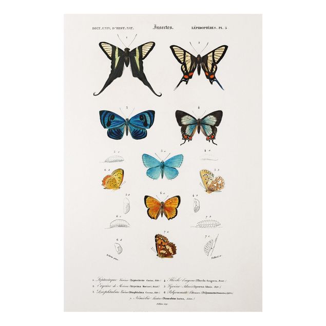 Wanddeko Schlafzimmer Vintage Lehrtafel Schmetterlinge I