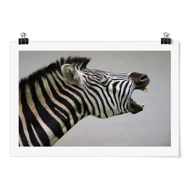 Wanddeko Büro Brüllendes Zebra