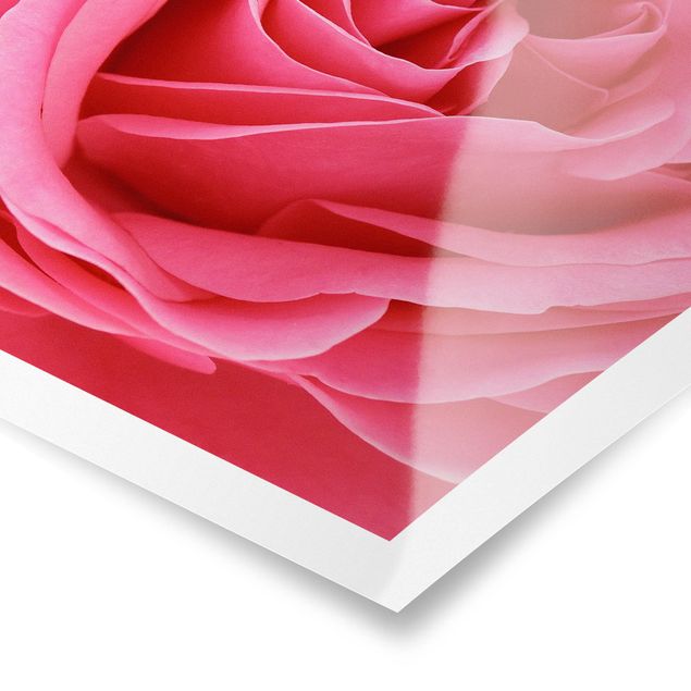 Wanddeko Flur Lustful Pink Rose
