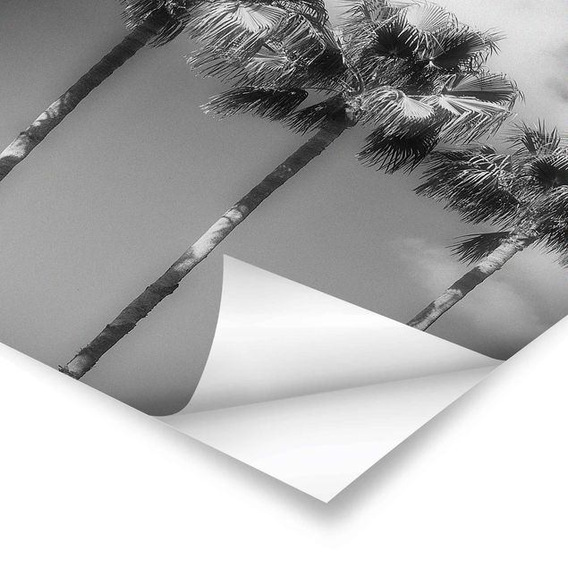 Wanddeko über Bett Palmen vor Himmel Schwarz-Weiß