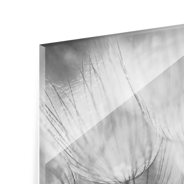 Wohndeko Fotografie Pusteblumen Makroaufnahme in schwarz weiß