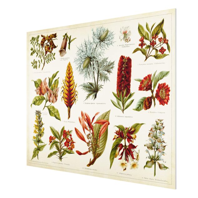 Wanddeko Flur Vintage Lehrtafel Tropische Botanik I