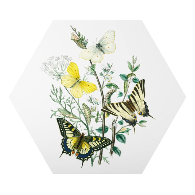 Wanddeko Büro Britische Schmetterlinge III