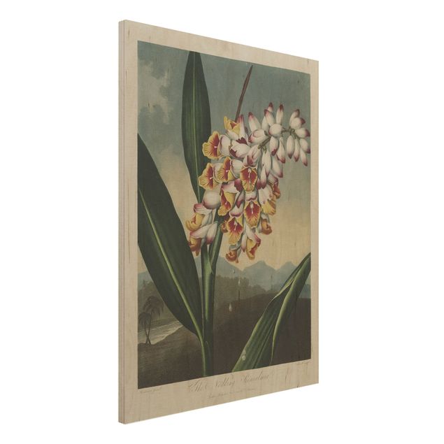 Wanddeko Schlafzimmer Botanik Vintage Illustration Ingwer mit Blüte