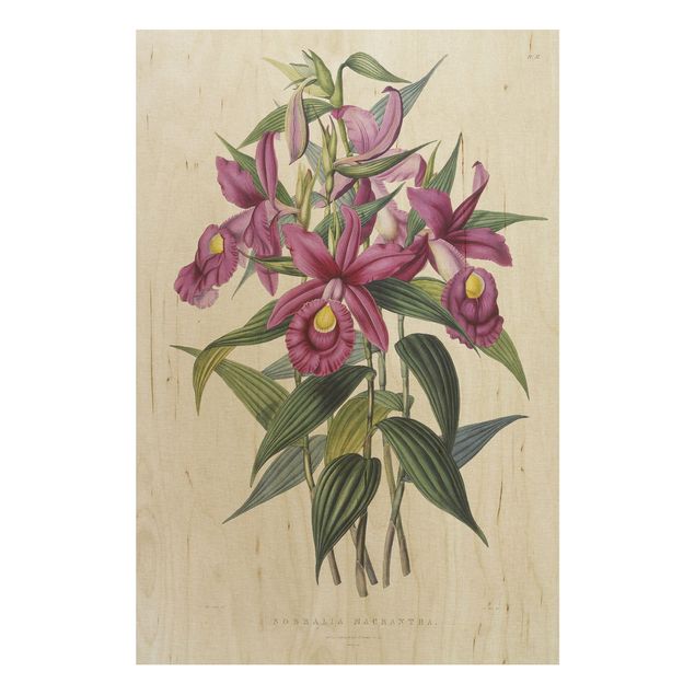 Wanddeko Blume Maxim Gauci - Orchidee I