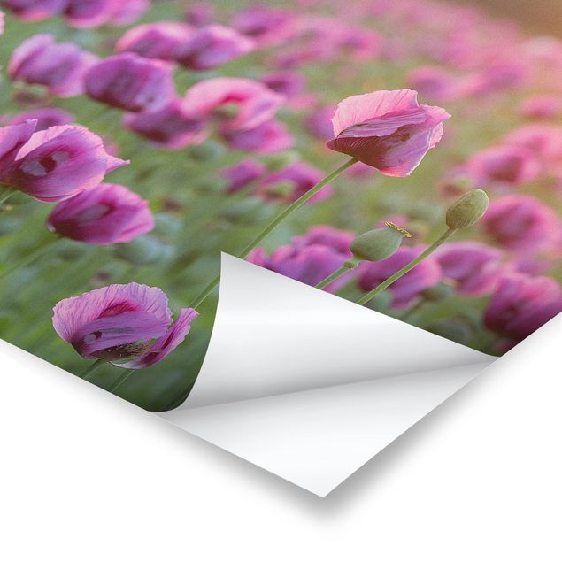 Wanddeko Mohn Violette Schlafmohn Blumenwiese im Frühling