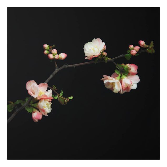 Wanddeko Fotografie Blütenzweig Apfelbaum