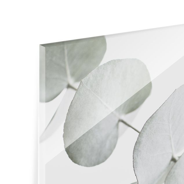 Glasrückwand Küche Blumen Eukalyptuszweig im Weißen Licht
