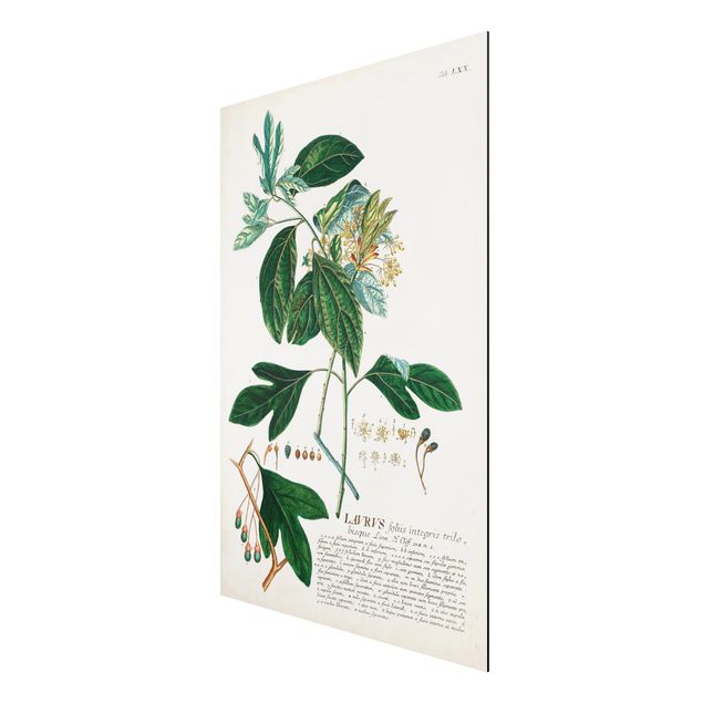Wanddeko grün Vintage Botanik Illustration Lorbeer