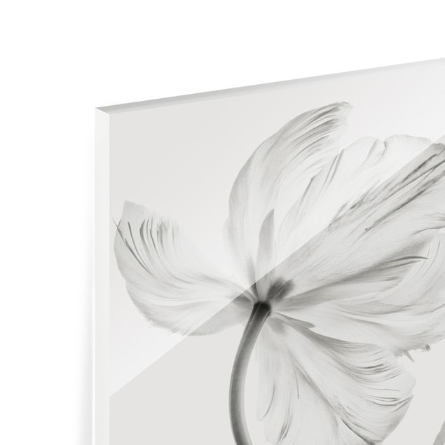 Glasrückwand Küche Blumen Zwei zarte weiße Tulpen