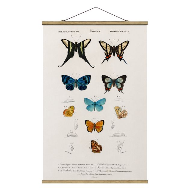 Wanddeko Flur Vintage Lehrtafel Schmetterlinge I
