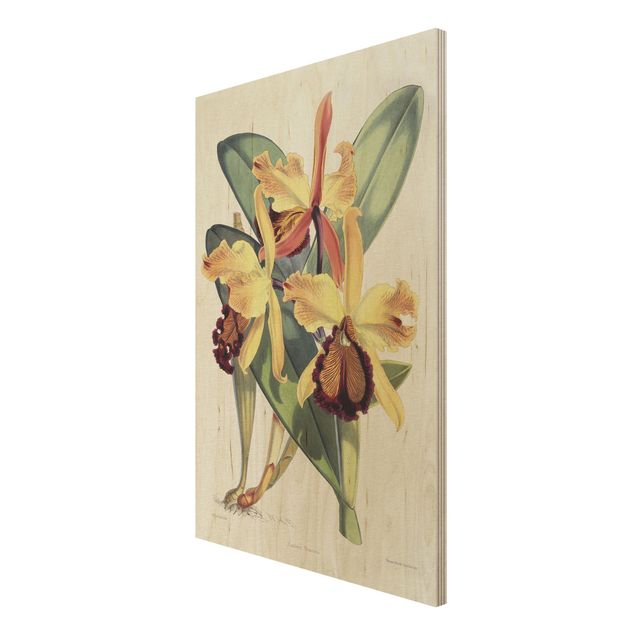Wanddeko Blume Walter Hood Fitch - Orchidee