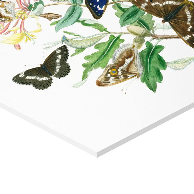 Wanddeko über Sofa Britische Schmetterlinge IV