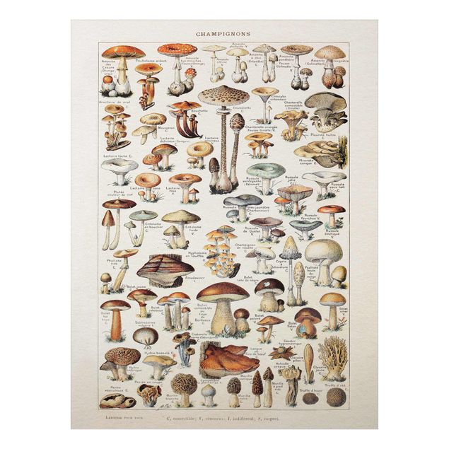 Küche Dekoration Vintage Lehrtafel Pilze