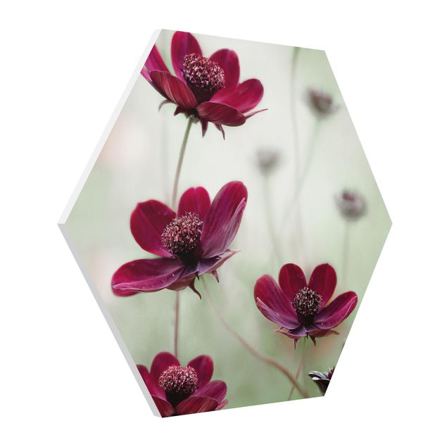 Wohndeko Blume Pinke Kosmeen