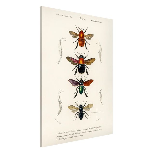 Wanddeko Flur Vintage Lehrtafel Insekten
