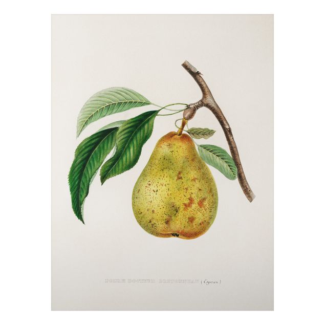 Wanddeko gelb Botanik Vintage Illustration Gelbe Birne