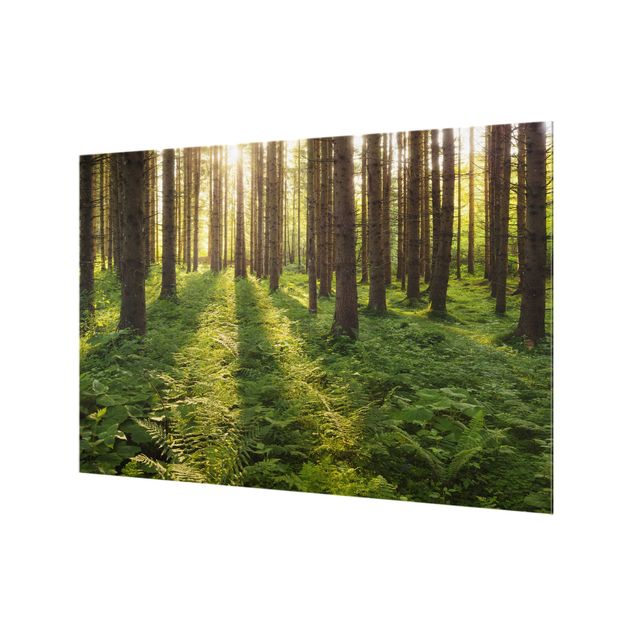 Wanddeko Fotografie Sonnenstrahlen in grünem Wald