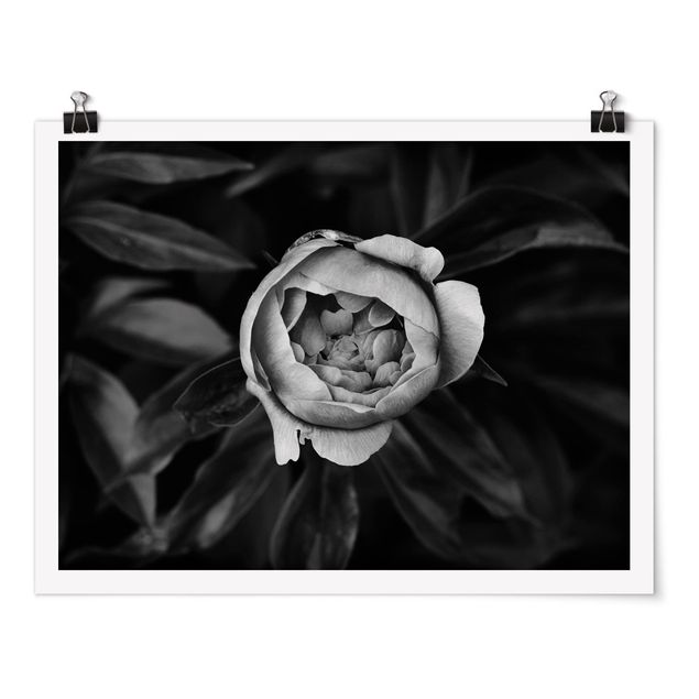 Wanddeko Esszimmer Pfingstrosenblüte vor Blättern Schwarz Weiß