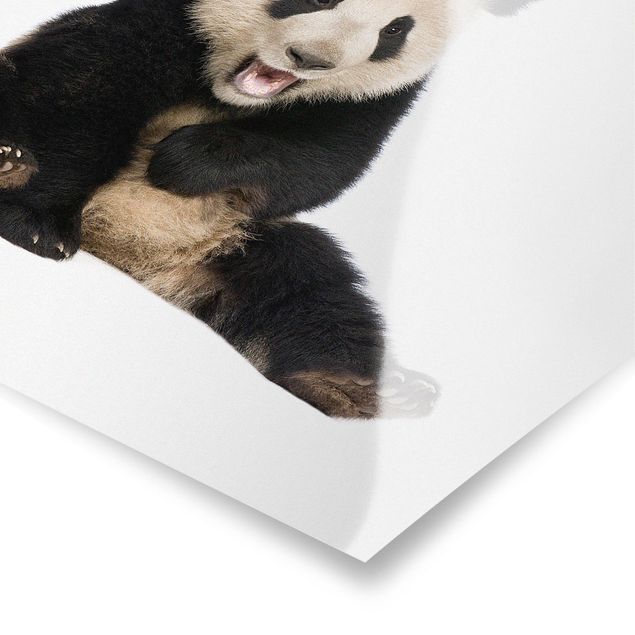 Wandbilder Pandas Lachender Panda
