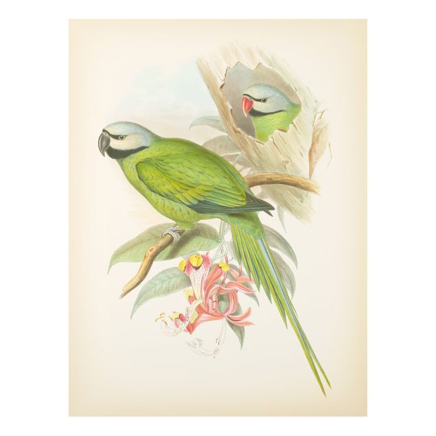 Wanddeko Flur Vintage Illustration Tropische Vögel II
