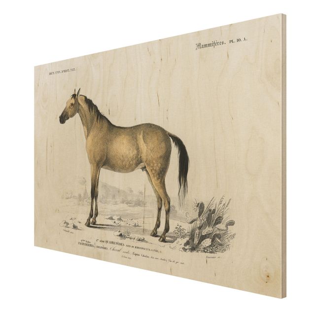 Wanddeko Flur Vintage Lehrtafel Pferd