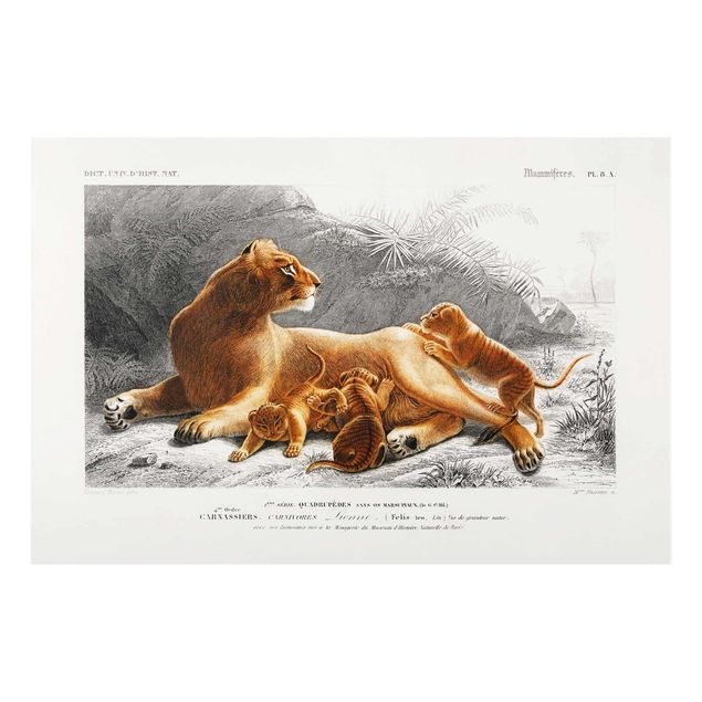Wanddeko Esszimmer Vintage Lehrtafel Löwin und Löwenbabies