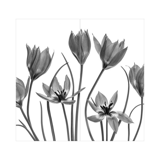 Wohndeko Fotografie Sieben Tulpenblüten Schwarz-weiß