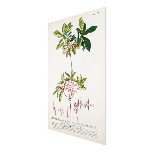 Wanddeko Flur Vintage Botanik Illustration Azalee