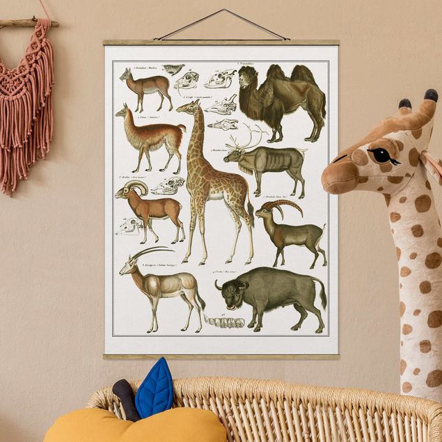 Wohndeko Afrika Vintage Lehrtafel Giraffe, Kamel und Lama