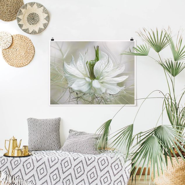 Wanddeko Blume Weiße Nigella