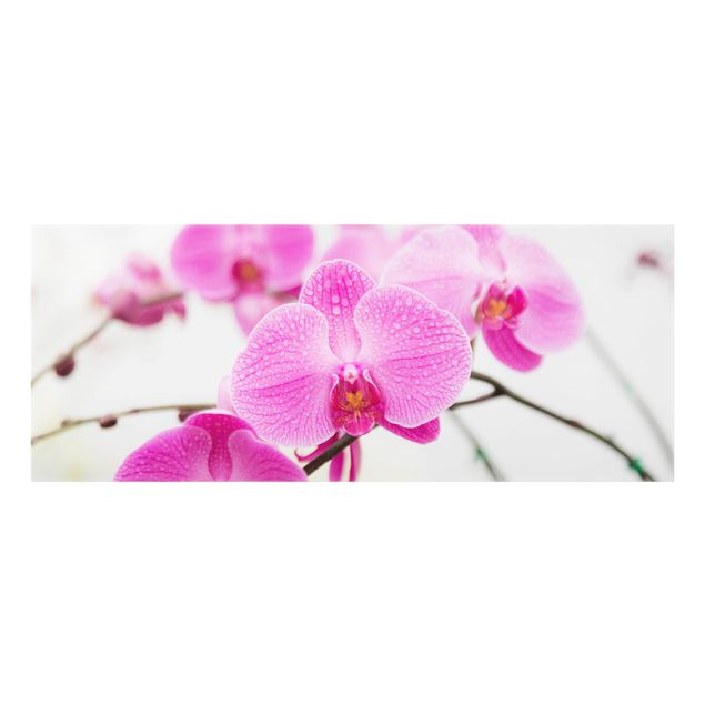 Deko Orchidee Nahaufnahme Orchidee